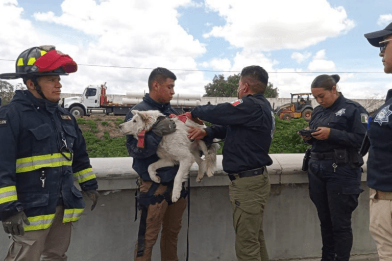 Imagen: Rescatan a perrito atrapado en una tubería del Río de las Avenidas