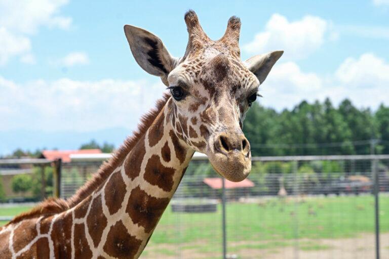 Imagen: ¿Sabías que Cosmo, una jirafa joven, llegó a un zoológico en Estado de México?