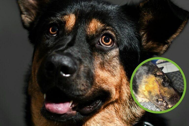 Imagen: Brutal agresión a un perrito en Ixmiquilpan: veterinarios exigen justicia 