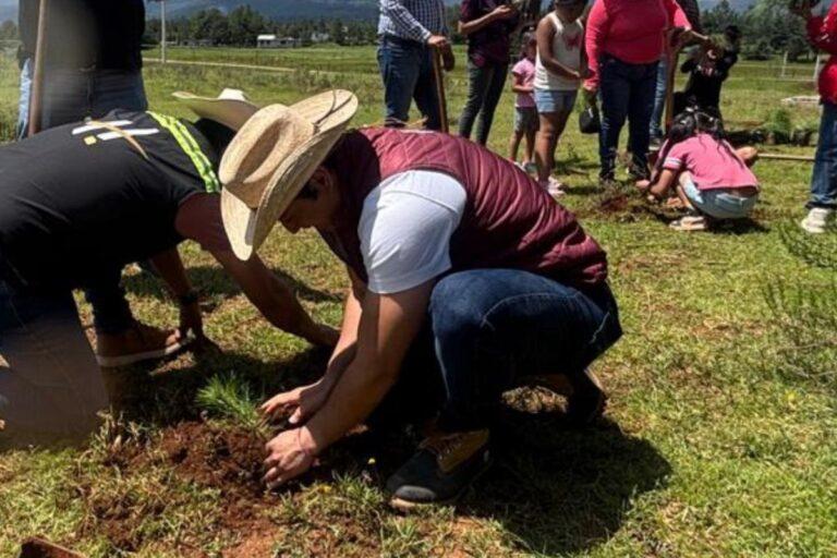 Imagen: Huasca: Por campaña de reforestación, plantan pinos en una comunidad
