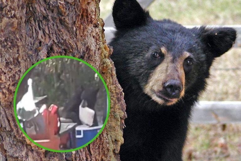Imagen: VIDEO: Encuentro con un oso negro deja sin cena a visitantes en Nuevo León; ¡se robó la carne!