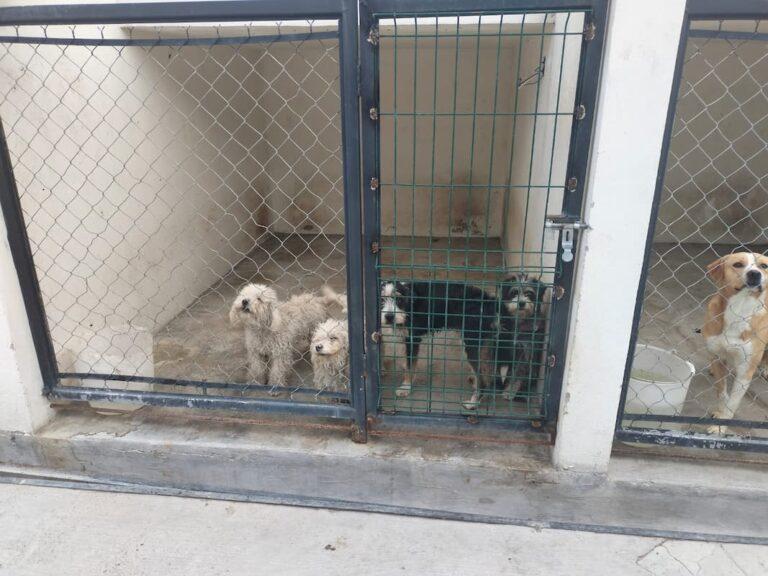 Imagen: Pachuca: rescatan tres perros en estado delicado por maltrato