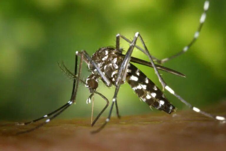 Imagen: ¿Cuántos casos de dengue acumula Hidalgo en lo que va de 2025?