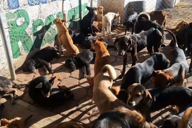 Imagen: Al menos 10 perros fueron envenenados en Atotonilco el Grande, acusa activista