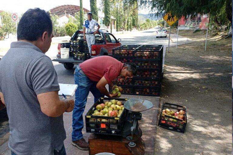 Imagen: Bajó el precio de las cajas de granada, aseguran productores del Mezquital