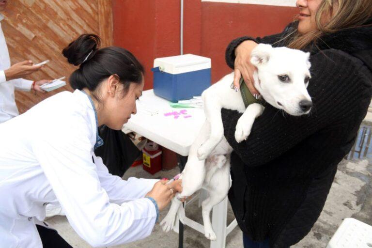 Imagen: Buscan que vacunación antirrábica en región Tulancingo llegue a 80% de la meta anual