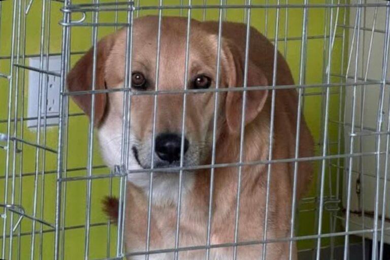 Imagen: Justicia en Atitalaquia: vinculan a proceso a hombre por maltrato animal
