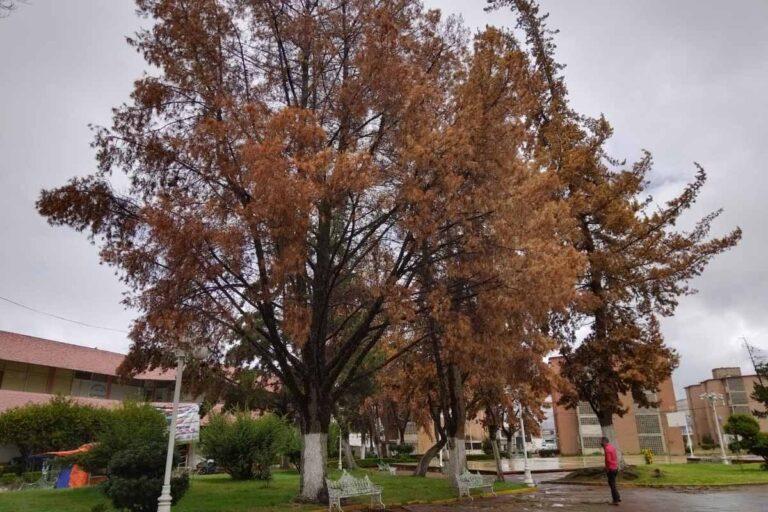 Imagen: Tulancingo: Arbolado del Cbtis 179, con posible plaga del gusano descortezador