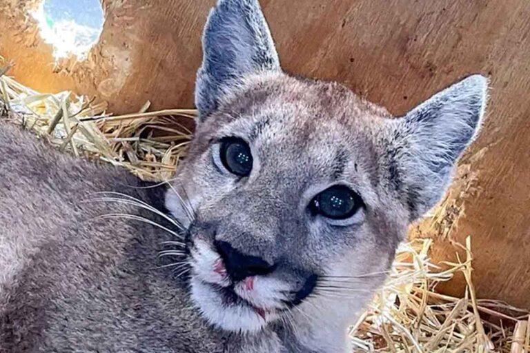 Imagen: Reincorporan puma a la barranca de Metztitlán