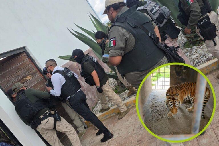 Imagen: ¿Felinos en Pachuca? Esto fue lo que encontraron en el cateo de un domicilio