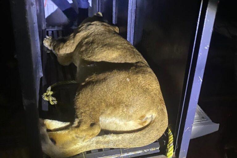 Imagen: Zoológico de Tulancingo resguarda animales asegurados por Profepa; ¿recibirá a los felinos de Pachuca?