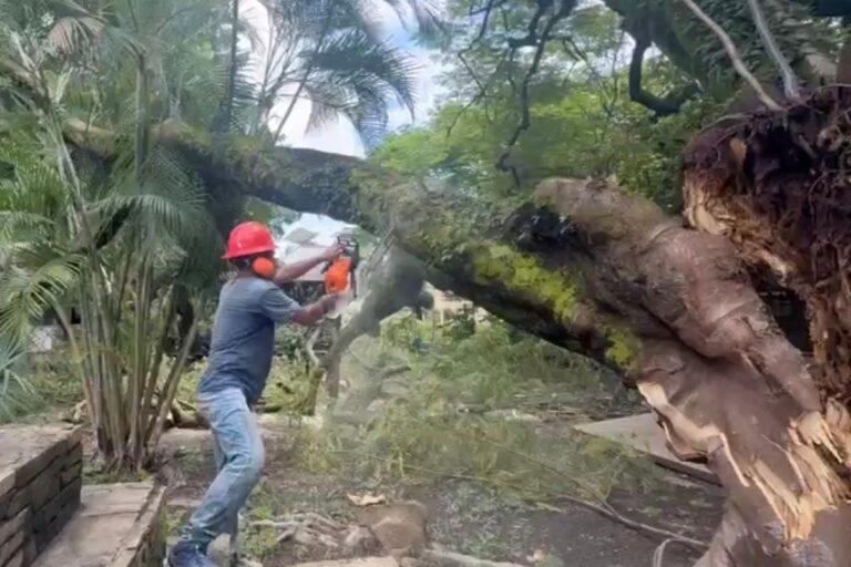 Imagen: Huejutla: Colapsó un árbol debido a las lluvias