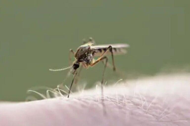 Imagen: Dengue en Hidalgo: ¿Cuántos casos se registraron en la última semana?