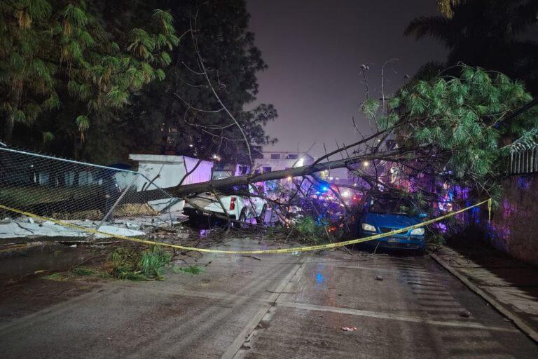 Imagen: Cae árbol de gran porte sobre barda del Issste Tulancingo, causa daños