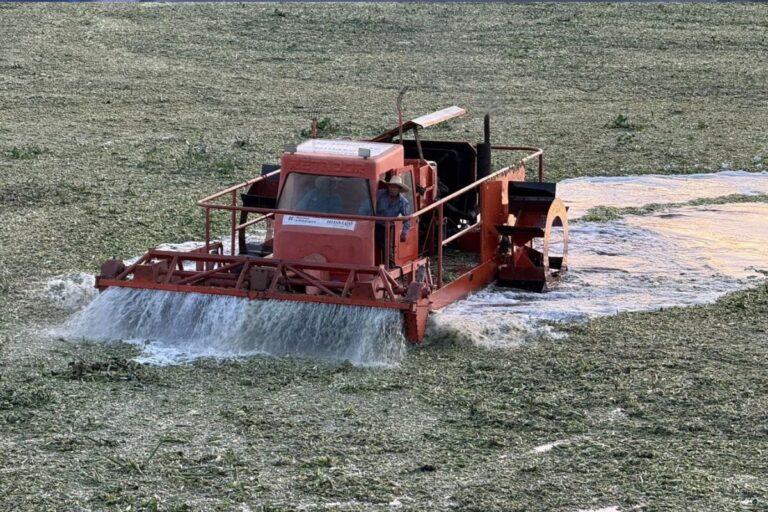 Imagen: Presa Endhó: Así comenzó la trituración de lirio acuático
