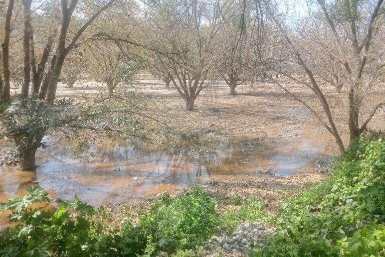 Imagen: Pérdida de cultivos en Metztitlán fue “devastadora”, aseguran productores