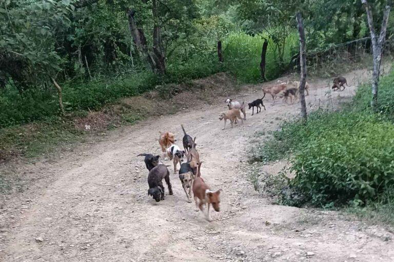 Imagen: Empeora el abandono de perros y gatos en las calles de Huejutla: activista