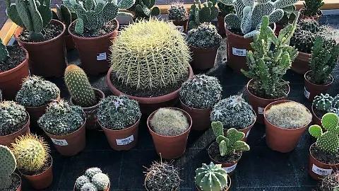 Imagen: Plant Fest CDMX 2025: Todo lo que debes saber sobre el evento de jardinería