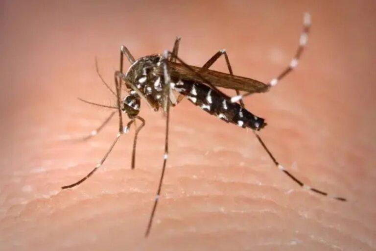 Imagen: Dengue en la Huasteca mantienen en alerta a las autoridades; ¿cuántos casos se registran?