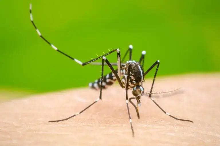 Imagen: El impacto del dengue, en Hidalgo