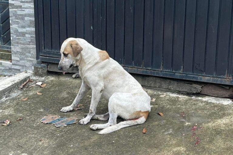 Imagen: Huejutla: ¿Envenenamiento de perros y gatos? Esto dicen vecinos y activista