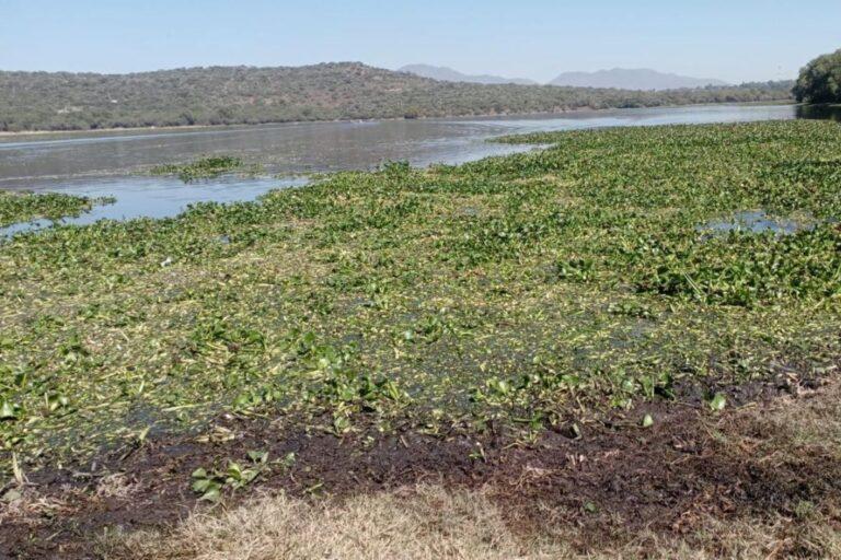 Imagen: Presa Endhó: Director de la Conagua Hidalgo calificó el avance en la limpieza del lirio acuático