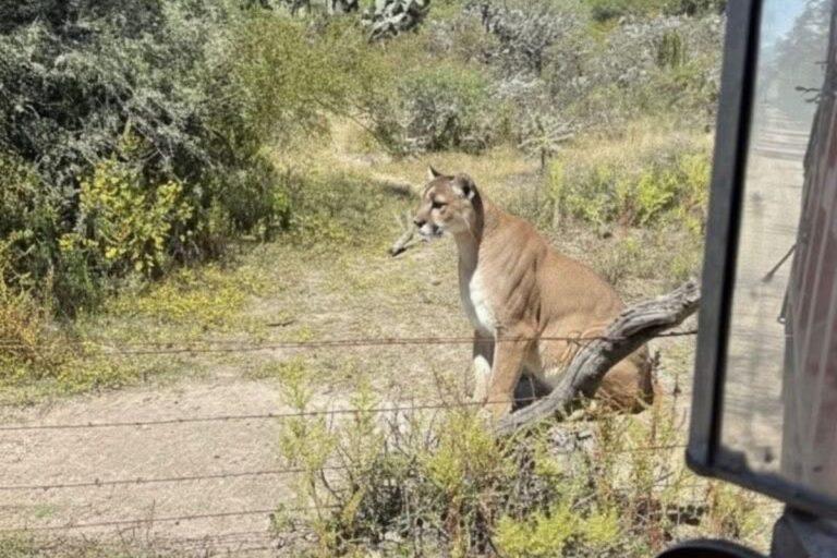 Imagen: El motivo por el que no se ha vuelto a ver al puma de San Agustín Tlaxiaca