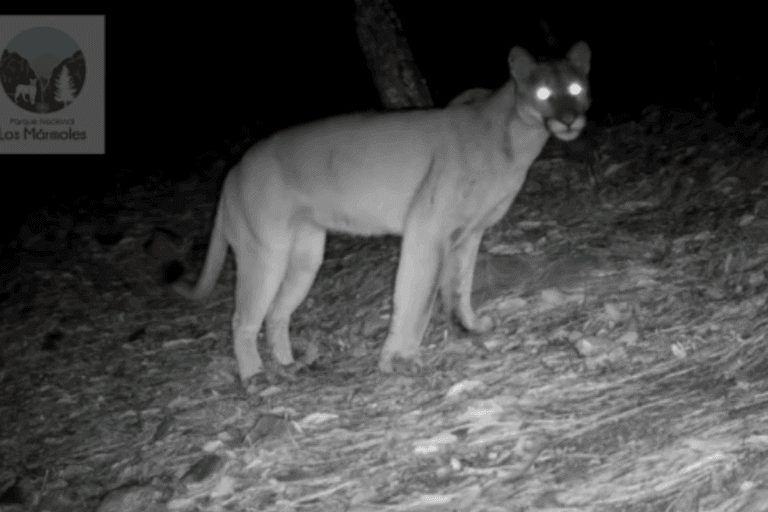 Imagen: Puma es captado en un parque nacional de Hidalgo