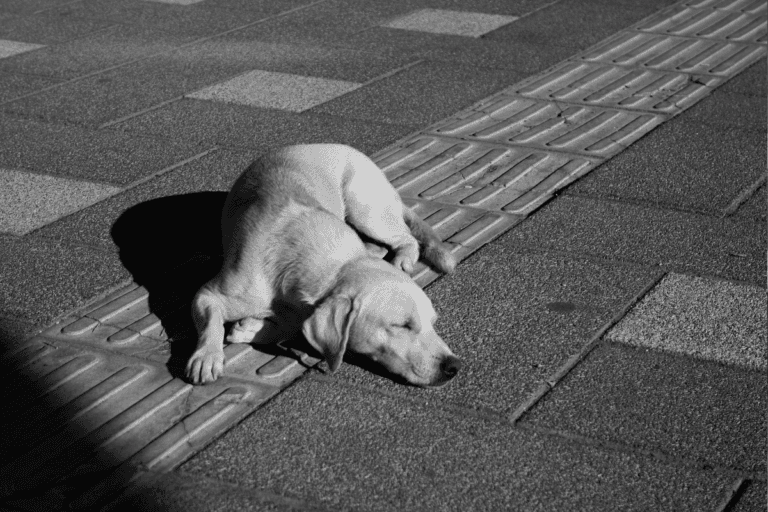 Imagen: Sobrepoblación de perros callejeros en Jaltocán; esto dicen los comerciantes al respecto