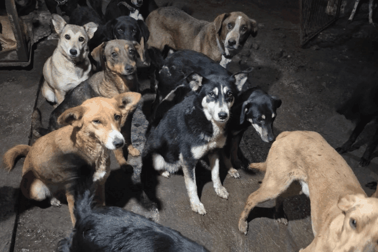 Imagen: Albergue para perros en Atototnilco el Grande enfrenta dificultades por baja recaudación de recursos