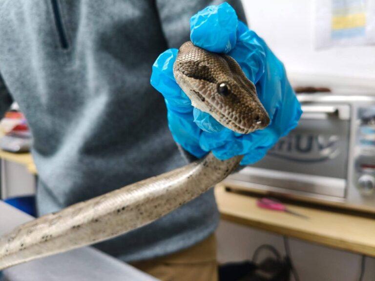 Imagen: ¡Es la boa! Encuentran una serpiente en Ixmiquilpan