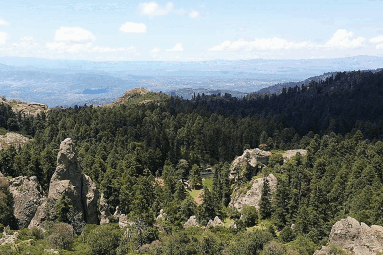 Imagen: Por gusano descortezador, esta cantidad de árboles han sido derribados en el Parque Nacional El Chico