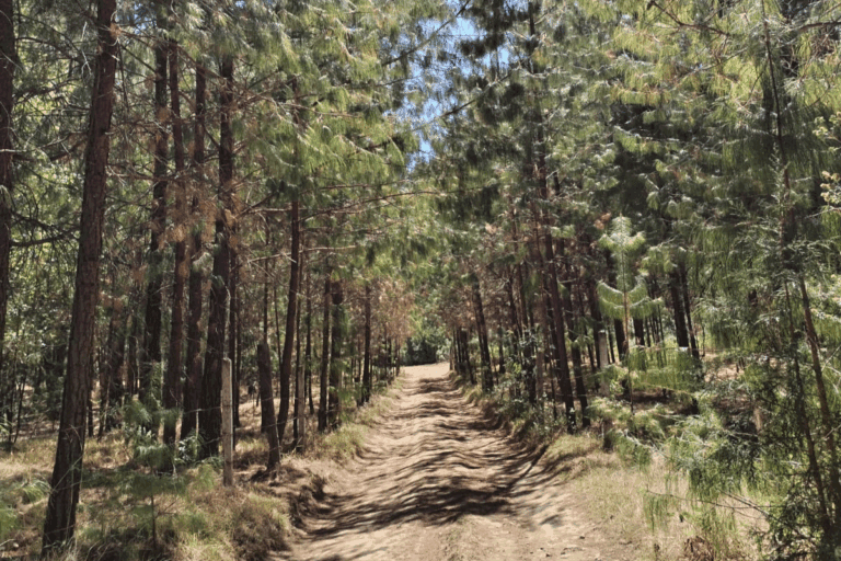 Imagen: ¡Conecta con la naturaleza! Te recomendamos estos destinos en Hidalgo