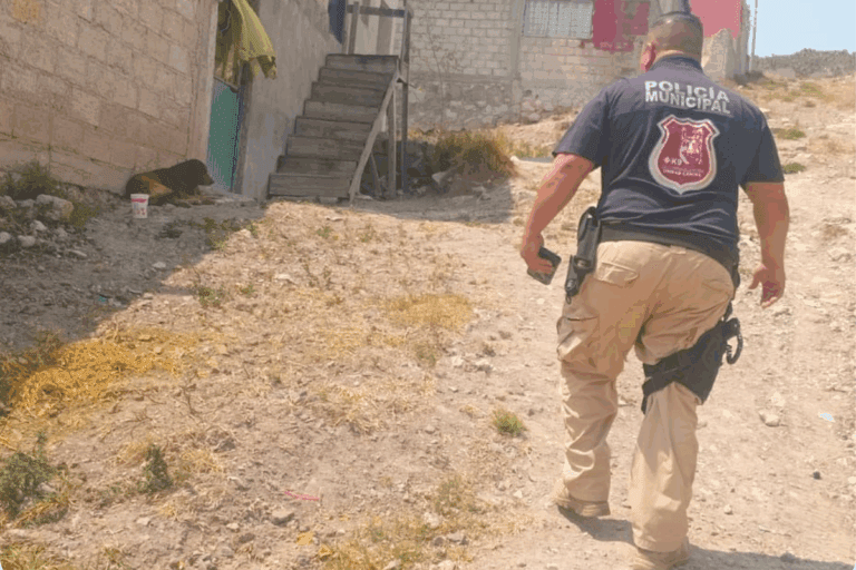 Imagen: Rescate en Mineral de la Reforma: hallan perro con lesiones graves tras denuncia  