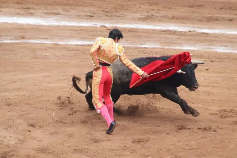 Imagen: Sin avances en Congreso, crecen amparos contra corridas de toros en Hidalgo