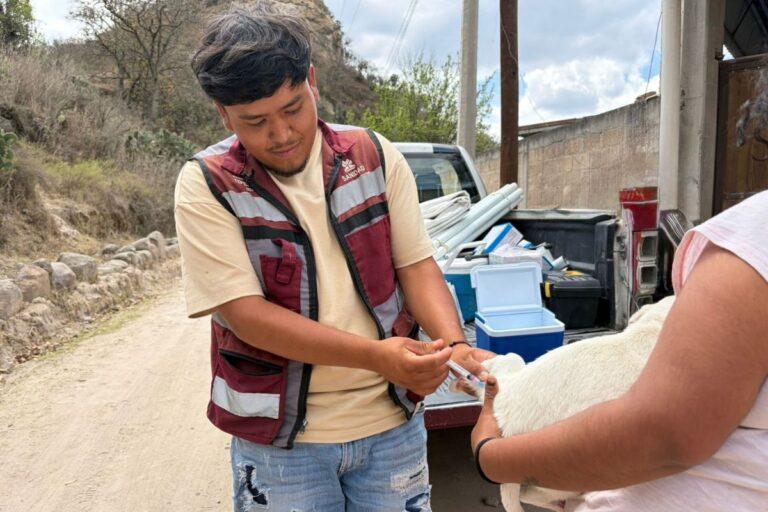 Imagen: Vacunación antirrábica en Tepeji del Río protege a miles de mascotas