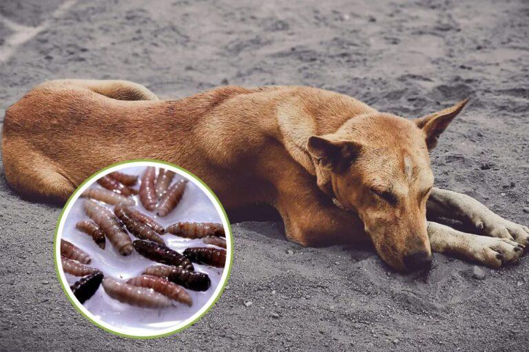 Imagen: Alerta en Hidalgo: registran casos activos de gusano barrenador en mascotas