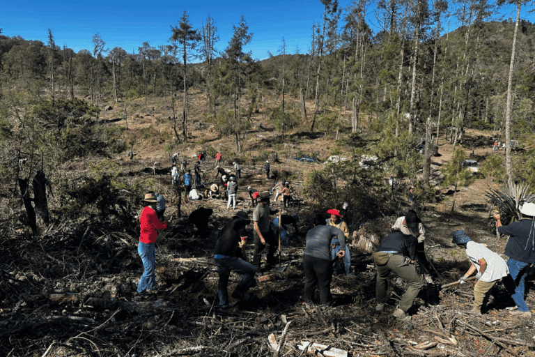 Imagen: Para regeneración del bosque de Mineral del Chico, voluntarios y activistas realizan jornadas de limpieza