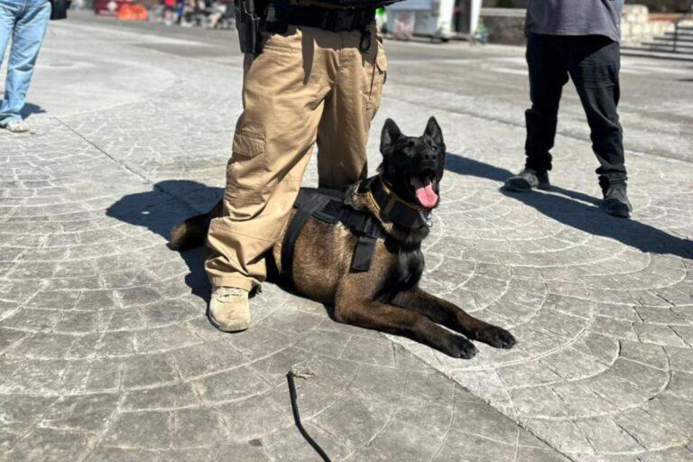 Imagen: Agentes caninos K9 encuentran a personas desaparecidas en Mineral de la Reforma