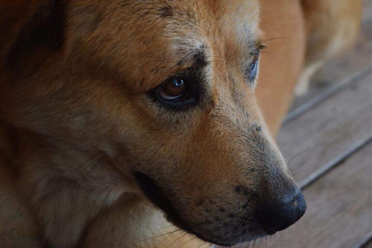Imagen: Rescatistas dan seguimiento a denuncia por maltrato animal en Atotonilco el Grande