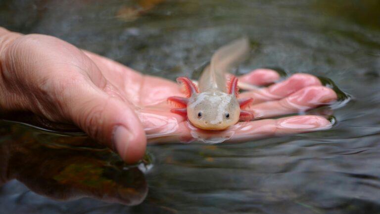 Imagen: Hallan un ajolote en río de Reino Unido. ¿Cómo llegó ahí?