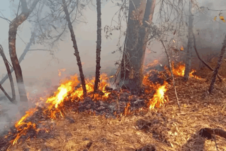 Imagen: Incendios forestales en Hidalgo: Esta es la incidencia en lo que va de 2026