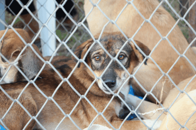 Imagen: Preparan marcha en Pachuca por violencia contra animalistas y defensa de refugio