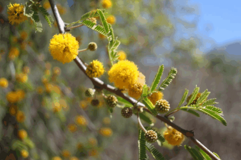 Imagen: Jóven de Santiago de Anaya crea esencia con flores de huizache