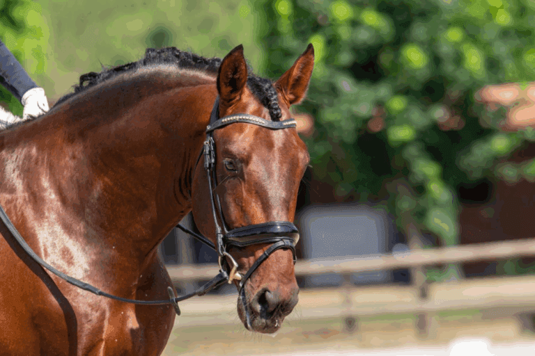Imagen: Adiestrar caballos requiere meses de disciplina y cuidado, afirma domador hidalguense