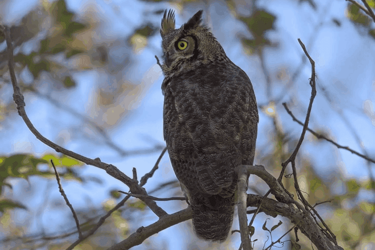 Imagen: Mitos que matan: Creencias  populares y amenazas culturales hacia las aves rapaces nocturnas