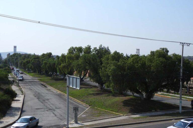 Imagen: Retirarán solo cuatro árboles del camellón Fomento Minero, en Pachuca: Semarnath 