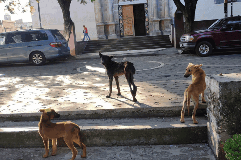 Imagen: Denuncian abandono de tres perros en el centro de Atotonilco el Grande; piden identificar a responsable