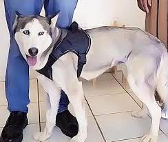 Imagen: Sasha, la husky que mordió a niño en Ciudad Juárez, fue esterilizada y regresada a su dueño