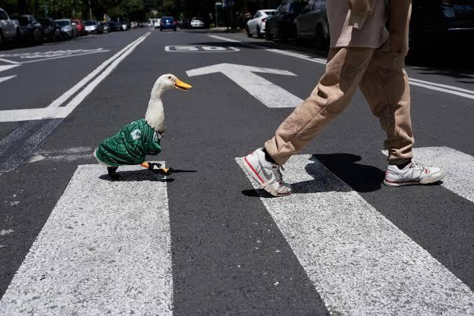 Imagen: El fenómeno de Pato Merlín y el lado oculto de los animales famosos